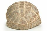 Colorful Fossil Tortoise (Stylemys) - South Dakota #316911-5